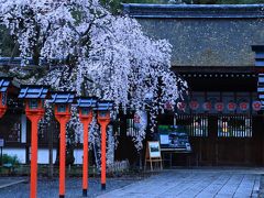 5：40　平野神社

4時起床。
雨がやむのを30分程待った。


拝観料　無料
駐車場　有り