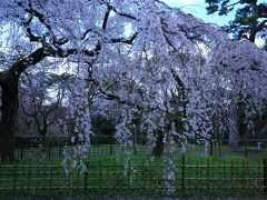 6：30　京都御苑/近衛邸跡

近衛邸跡の糸桜も既に満開。


入苑料　無料
駐車場　有り（早朝は使用不可の為コインP利用）