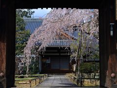 8：40　上品蓮台寺（じょうぼんれんだいじ）

早咲きの枝垂れが見頃。


拝観料　無料
駐車場　無料