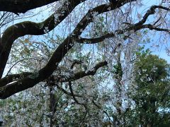 10：20　車折（くるまざき）神社

日本画家 冨田渓仙が有志と共に寄贈した渓仙（けいせん）桜が見頃。


拝観料　無料
駐車場　無料