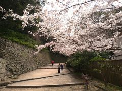 Jetstarで関西に着いてレンタカーを狩り、和歌山城に立ち寄り。
丁度、桜の見頃です！