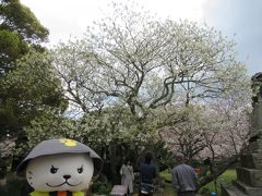 お目当ては、日本に萩にしかないミドリヨシノ。
志都岐山神社の手前にあります。