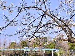 上野動物園に咲き広がる桜の風景と一緒に、上野動物園を走る日本最古のモノレールを一枚パチリ☆