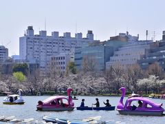 動物園通りの反対側にある不忍池のほうも当日は満開な桜が綺麗に彩っていましたね～
こちらのほうも大勢のお花見客で大変賑わっておりましたがｗ