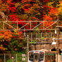 紅葉の滝めぐり橋わたり。山形紅葉川渓谷と秋の温泉めぐり。