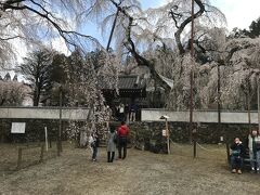 １０時過ぎ目的地の清雲寺に到着。周辺は車や人出が多くお寺へはバイクも含めて車両進入禁止となっています。なのでここぞとばかり自宅の敷地を臨時有料駐車場化している民家があり、バイクは１００円で良いとのことなので停めさせてもらいました（車は５００円が相場っぽいです）
しだれ桜はご覧の通りちょうど見頃で良いタイミングで訪れることができました。
以下、美しいしだれ桜をご鑑賞下さい（笑）