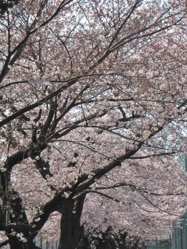 陸上自衛隊三宿駐屯地「桜の通り抜け」、世田谷公園、碑文谷公園でお花見2019年3月