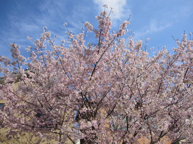 陸上自衛隊三宿駐屯地「桜の通り抜け」、世田谷公園、碑文谷公園でお花見2019年3月