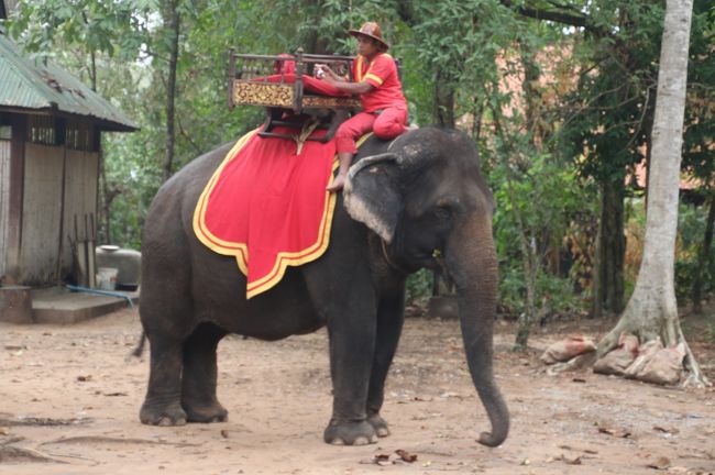 象のタクシーです。