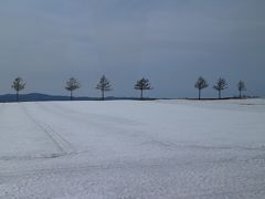 メルヘンの丘で、カラマツが7本、丘の上に立っている。