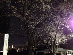 青山霊園で夜桜見物