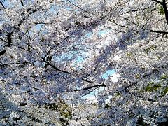 満開の桜。