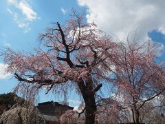 円山公園のしだれ桜。
しかーし、なんか枝が折れている印象。おそらく去年の台風で枝が折れちゃった？？
円山公園は屋台が沢山出ていて、なんかゴチャゴチャした感じで興ざめでした。