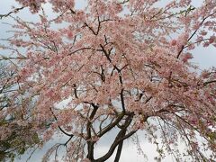 午前中は醍醐寺。けっこう遠かったです。