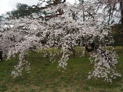 午後は京都御所の桜を見に移動。