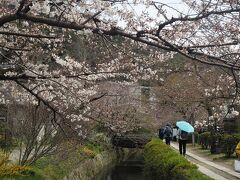 雨がふってきました。哲学の道を歩きます。桜は2分咲きぐらい。