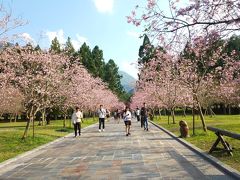 寺院見学の後は周遊バス（1日券80元）でロープウェーで九族文化村へ。（入園券でゴンドラに乗れ、ホテルフロントでの割引で650元）まだ桜の時期が終わっていず花見を楽しめた。