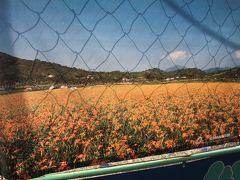 雪針草の畑？群落？の写真。工事中のフェンスに貼られていた。この花畑を巡るツアーもあるそうで、次回台湾旅行で訪れてみたいと思った。