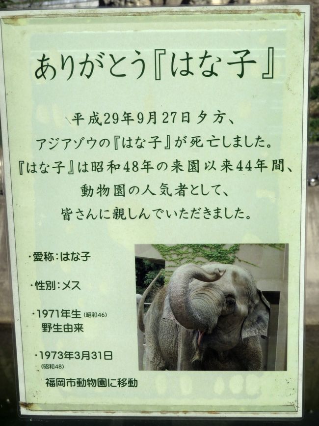 福岡長崎レッサーパンダ遠征5泊4園めぐり 11 福岡市動物園 後編 地元のファンさんの案内で見学できたさまざまな動物たち 福岡県の旅行記 ブログ By まみさん フォートラベル 福岡長崎レッサーパンダ遠征5泊4園めぐり 11 福岡市動物園 後編 地元のファンさんの案内で見学できたさまざまな動物たち 福岡県の旅行記 ブログ By まみさん フォートラベル