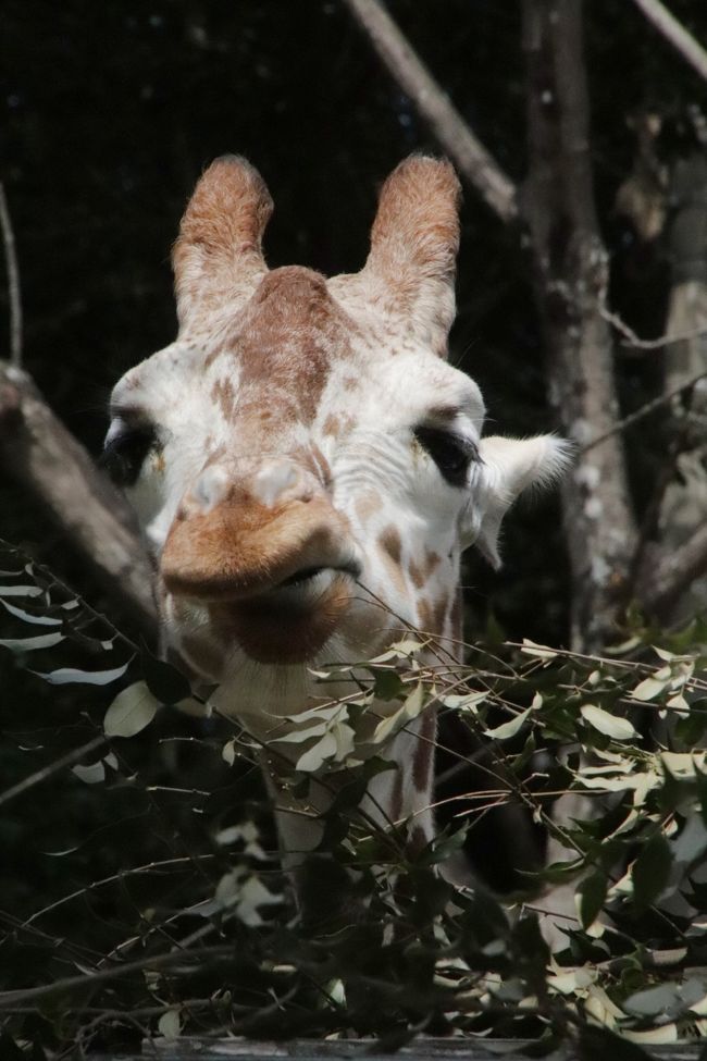 福岡長崎レッサーパンダ遠征5泊4園めぐり 11 福岡市動物園 後編 地元のファンさんの案内で見学できたさまざまな動物たち 福岡県の旅行記 ブログ By まみさん フォートラベル 福岡長崎レッサーパンダ遠征5泊4園めぐり 11 福岡市動物園 後編 地元のファンさんの案内で見学できたさまざまな動物たち 福岡県の旅行記 ブログ By まみさん フォートラベル