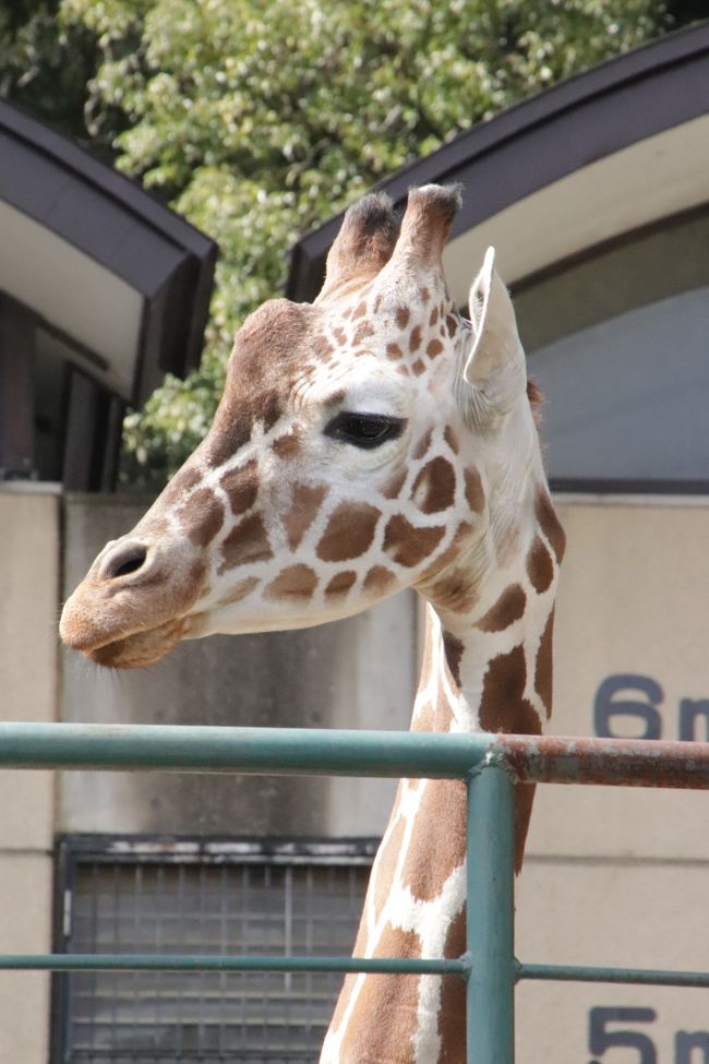 福岡長崎レッサーパンダ遠征５泊４園めぐり 11 福岡市動物園 後編 地元のファンさんの案内で見学できたさまざまな動物たち 福岡県の旅行記 ブログ By まみさん フォートラベル