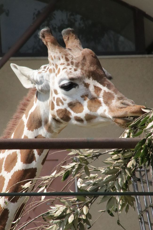 福岡長崎レッサーパンダ遠征5泊4園めぐり 11 福岡市動物園 後編 地元のファンさんの案内で見学できたさまざまな動物たち 福岡県の旅行記 ブログ By まみさん フォートラベル