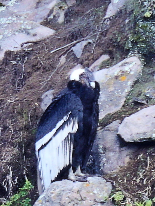 野鳥の楽園南米エクアドル 4000m超の山並みとアマゾン流域 ナポ川周辺 エクアドル の旅行記 ブログ By Mountainhawkeagle1 Toshi Tanakaさん フォートラベル