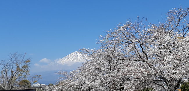 桜と富士山のコラボが最高 富士山本宮浅間大社と富士山世界遺産センター 富士宮 静岡県 の旅行記 ブログ By Tyatyaさん フォートラベル
