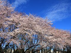 林試の森公園には、ほぼ毎年河津桜が咲く頃と染井吉野が咲く頃に来ています。