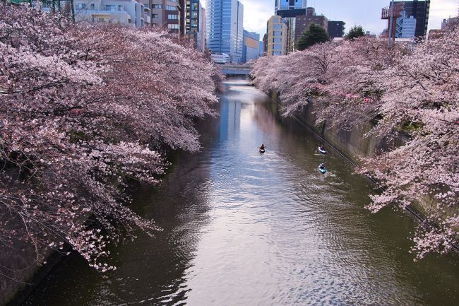 目黒川 林試の森公園 禿坂 祐天寺でお花見2019年4月 目黒 東京 の旅行記 ブログ By 温泉大好きさん フォートラベル