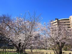 目黒川から坂を上ったところにある中目黒公園へ。