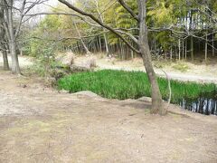 最初に訪れたのが、せせらぎ公園です。
園内に入ると、小さな池に菖蒲の様な水草が青々として茂っていました。