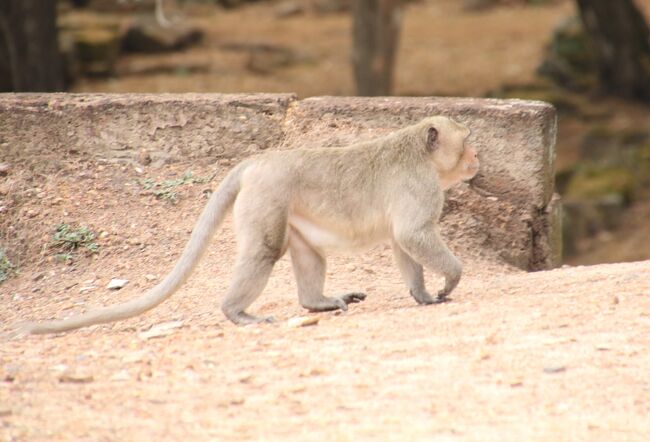 現代のハヌマーン　野生の猿