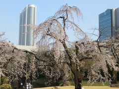 後楽園の枝垂れ桜!

ここまでは　一つ前の　旅行記にまとめてあります

https://4travel.jp/travelogue/11476776