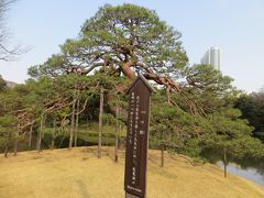 丁寧な説明書きに拠れば　

大津市の唐崎神社にある
一ツ松を　模倣した風景