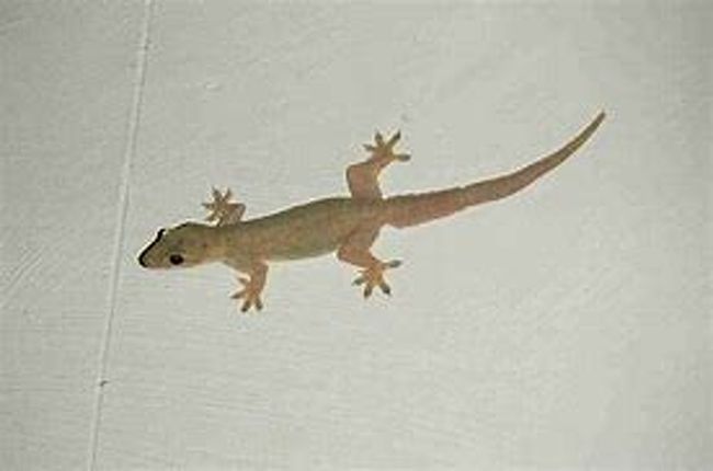 部屋に向かう廊下の壁に<br />小さな白いヤモリ（チチャ）がいっぱい張り付いています<br />わたしは可愛いと思えたけど<br />嫌いな方は無理～！って思うでしょうね<br /><br />一晩中鳴いてました<br />ジジジとかチチチとかそんな感じ<br />最初虫が鳴いていると思っていました<br /><br />何故かカメラを向けるとパーっと逃げてしまいますので<br />画像はお借りしました