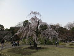 桜の撮影には　日が高い時の方が　
素敵ですね

薄暗くなってくると
なんだか寂しそうに見えてしまう