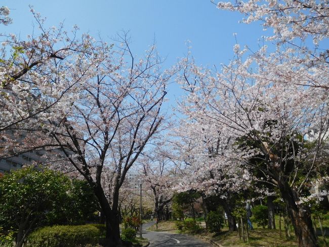 東京2019桜 6 仙台堀川公園 大横川 門前仲町 東京 の旅行記 ブログ By アイガーさん フォートラベル 東京2019桜 6 仙台堀川公園 大横川 門前仲町 東京 の旅行記 ブログ By アイガーさん フォートラベル