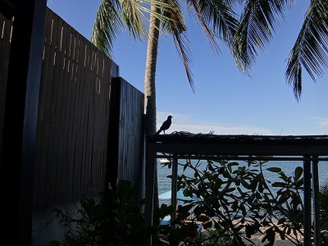 午後も、ただただ、のんびり過ごす。<br />鳥が寄ってくるのを、眺めたり・・・<br />ふつうはこんな時間ないねー