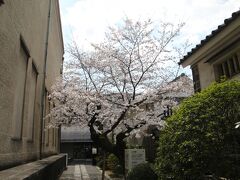 大原美術館の桜、満開