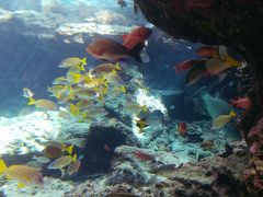 先ほどよりちょっと水深が深いエリアにいるお魚たち
赤いのは不明だけど、黄色いのはヨスジフエダイかロクセンフエダイと思われます
