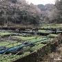 筏場のわさび田と天城湯ヶ島温泉「あせび野」で湯ったり