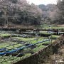 筏場のわさび田と天城湯ヶ島温泉「あせび野」で湯ったり