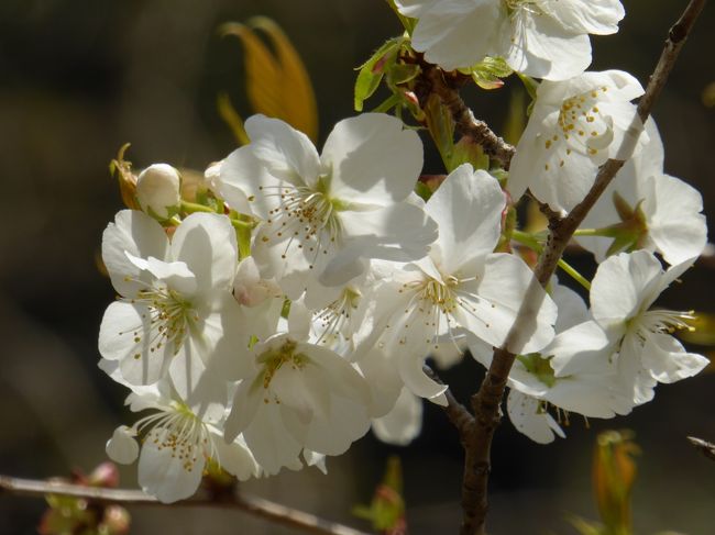 19 桜散歩 多摩森林科学園 紅枝垂 八重左近の桜 山豆桜 藪桜 日吉桜 千原桜 大島桜他 高尾 八王子 東京 の旅行記 ブログ By Walker00さん フォートラベル