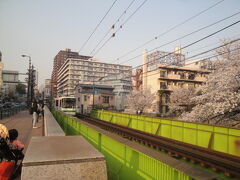 神田川沿いに桜多いです