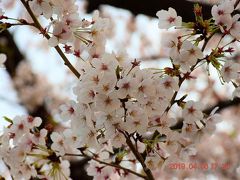 隅田公園桜まつり