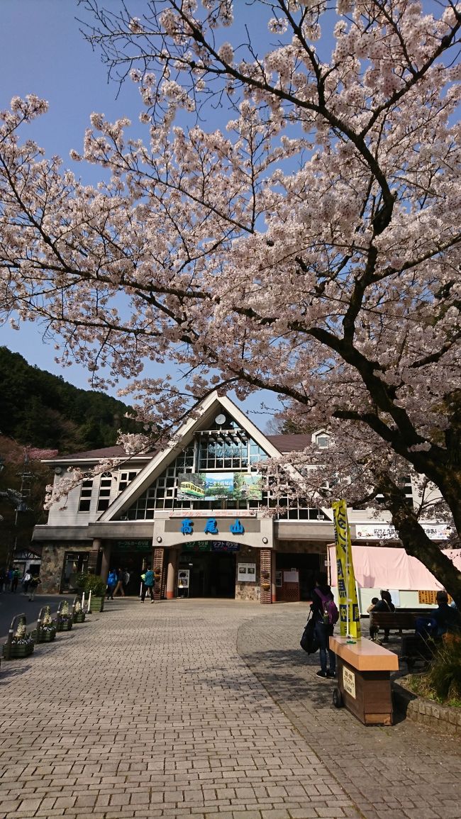 桜も満開で大変奇麗でした