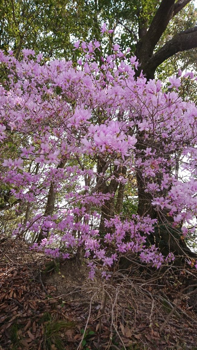 これは、きはぎ？かな？