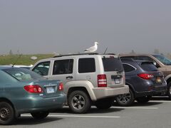 私達が車を止めていたビジターセンターのパーキングに戻ってきました。