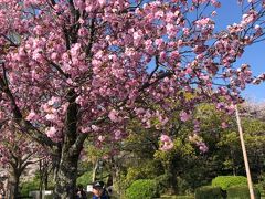 満開の桜の木の下で記念撮影